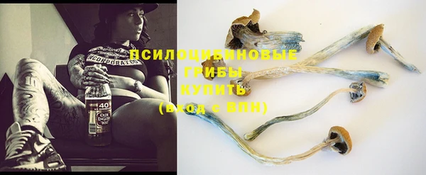 PSILOCYBIN Аркадак